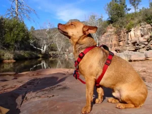 dog-friendly cabins near me